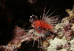 Raja Ampat 2016 - Pterois Antennata - Spotfin Lionfish - Poisson diable - IMG_4162_rc